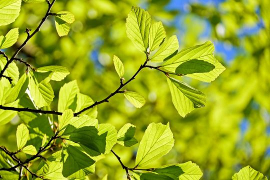 giovani foglie verdi primaverili